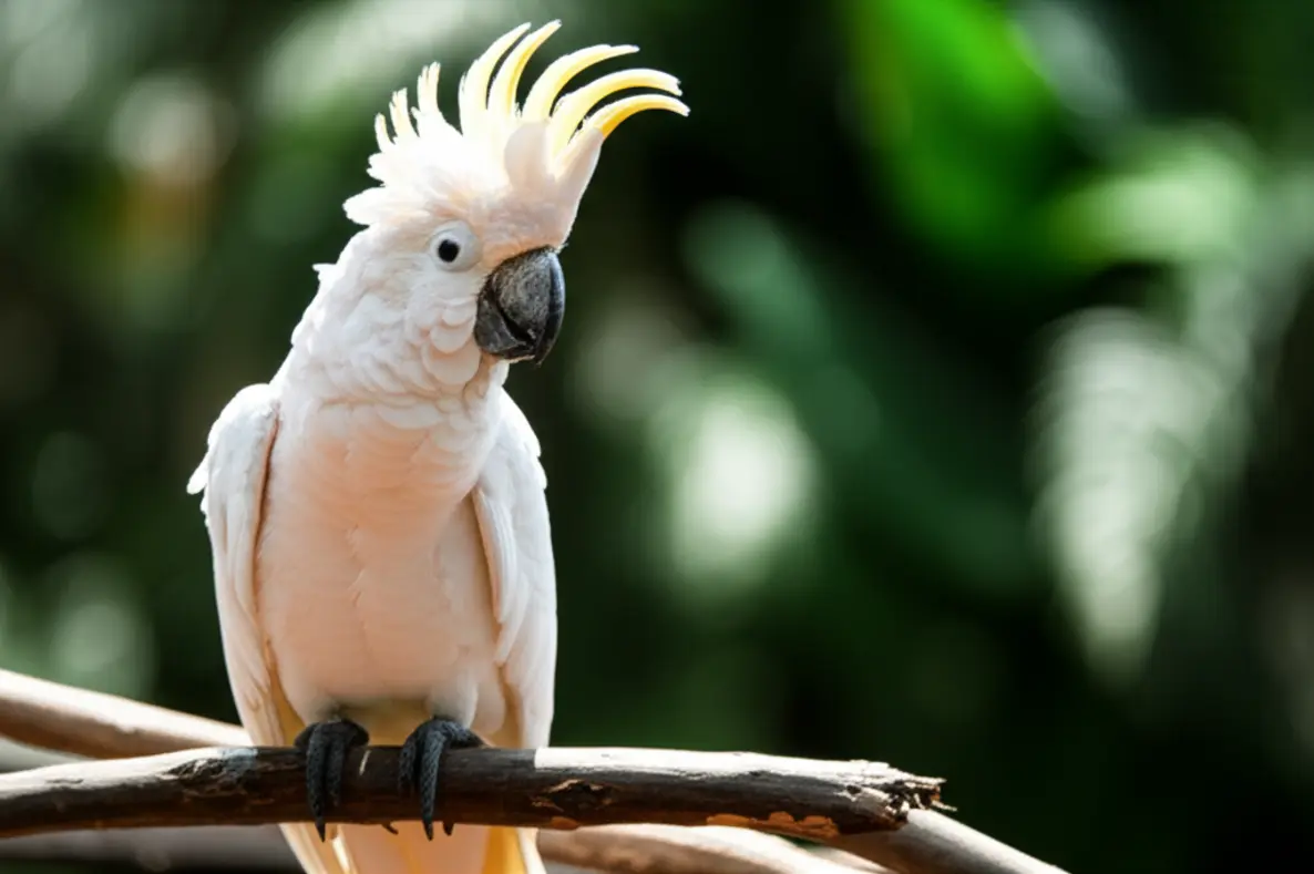 Cacatua: O Guia Completo Sobre a Ave Mais Carismática do Mundo 1 Imagem ilustrativa sobre guia completo cacatua